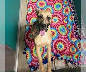 Mutt Dogs for adoption in Newton, NC, USA