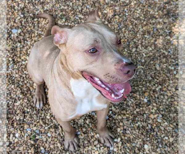 Medium Photo #2 Mutt Puppy For Sale in Anniston, AL, USA