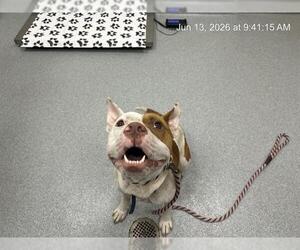 American Pit Bull Terrier Dogs for adoption in Ocala, FL, USA
