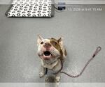 Small American Pit Bull Terrier