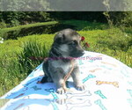 Small #6 German Shepherd Dog