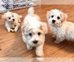 Small Photo #13 Maltese Puppy For Sale in WOODSTOCK, CT, USA