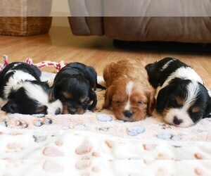 Cavalier King Charles Spaniel Puppy for Sale in MARCELLUS, Michigan USA