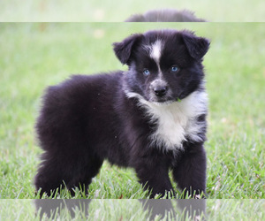 Australian Shepherd Puppy for sale in EASTON, MO, USA