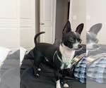 Small Photo #1 Chihuahua Puppy For Sale in SAN ANTONIO, TX, USA