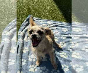 Mutt Dogs for adoption in Woodbury, NY, USA