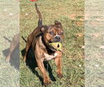 Small #5 American Pit Bull Terrier-Bulldog Mix