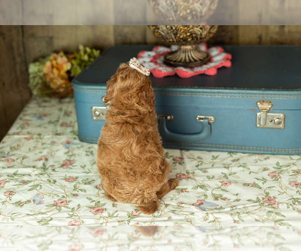 Medium Photo #5 Miniature Labradoodle Puppy For Sale in NAPPANEE, IN, USA