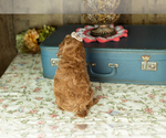 Small #4 Miniature Labradoodle