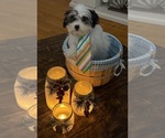 Small Photo #38 Shih-Poo Puppy For Sale in DINWIDDIE, VA, USA