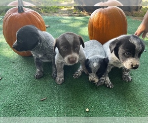 Australian Cattle Dog Puppy for Sale in QUINCY, Michigan USA