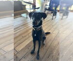 Small Labrador Retriever Mix
