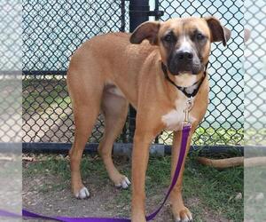 American Staffordshire Terrier-Unknown Mix Dogs for adoption in San Antonio, TX, USA
