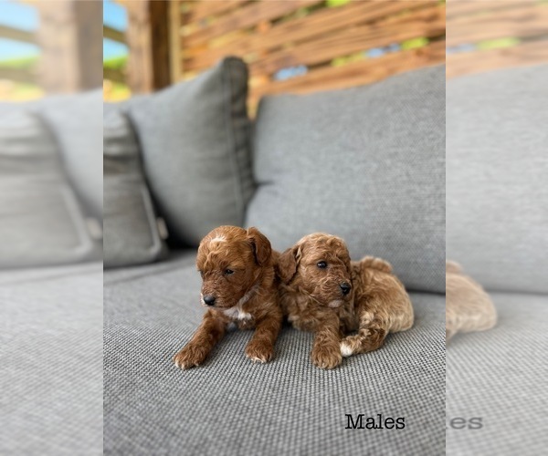 Medium Photo #7 Poodle (Toy) Puppy For Sale in PORTLAND, OR, USA