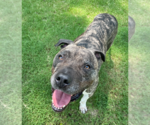 Small #10 Mastiff-Staffordshire Bull Terrier Mix