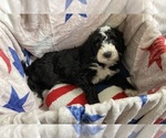 Small #3 Australian Labradoodle-Bernedoodle Mix