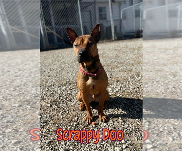 Medium Photo #3 American Staffordshire Terrier-Unknown Mix Puppy For Sale in Port Clinton, OH, USA