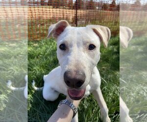 Mountain Cur-Whippet Mix Dogs for adoption in Mooresville, NC, USA