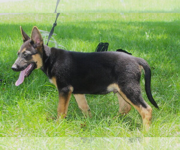 Medium Photo #1 German Shepherd Dog Puppy For Sale in Holly Hill, SC, USA