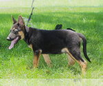 Small German Shepherd Dog