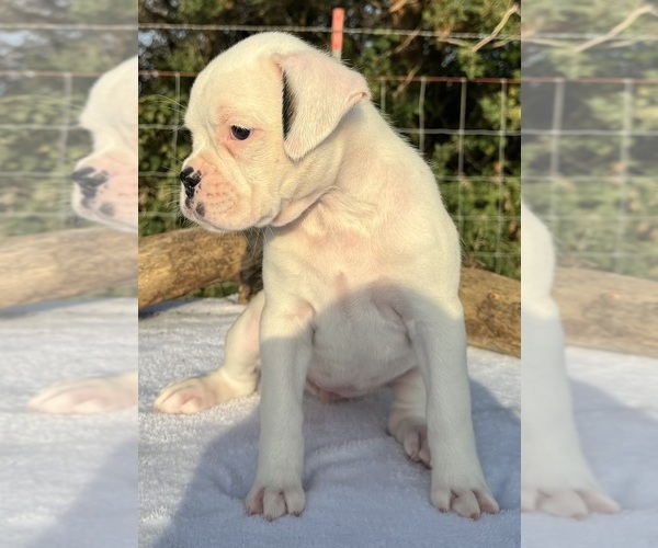Medium Photo #3 Boxer Puppy For Sale in PAWNEE CITY, NE, USA