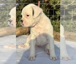 Small #2 Boxer