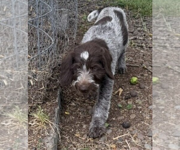 Medium Photo #1 German Wirehaired Pointer Puppy For Sale in ALBANY, OR, USA