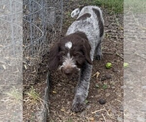 Medium German Wirehaired Pointer