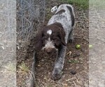 Puppy Red Puppy German Wirehaired Pointer