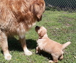 Small Photo #5 Golden Retriever Puppy For Sale in NACOGDOCHES, TX, USA
