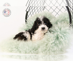 Small Photo #32 Saint Berdoodle Puppy For Sale in LEAVENWORTH, IN, USA