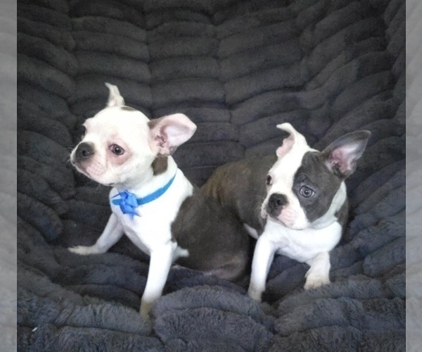 Medium Photo #3 Boston Terrier Puppy For Sale in MINERAL WELLS, WV, USA