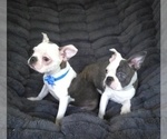 Small #2 Boston Terrier