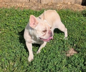 Mother of the French Bulldog puppies born on 07/08/2025