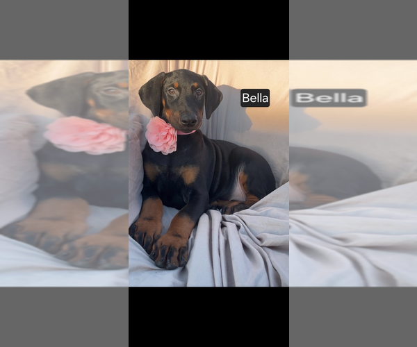 Medium Photo #3 Doberman Pinscher Puppy For Sale in POMEROY, OH, USA