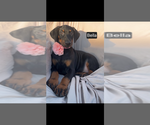 Small #2 Doberman Pinscher