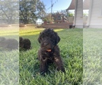 Small #25 Labradoodle