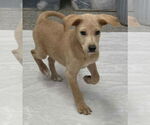Small #3 Labrador Retriever Mix
