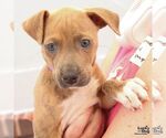 Small #1 Mutt
