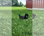 Small #4 Alaskan Klee Kai-Pomeranian Mix
