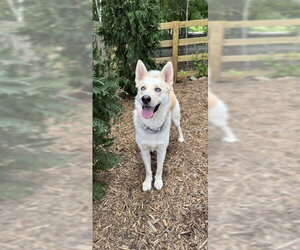 Orion - Male Labsky Dog for Adoption - Photo #7