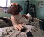 Small #1 Mutt