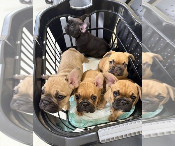 Medium Photo #1 French Bulldog Puppy For Sale in RIVERSIDE, CA, USA