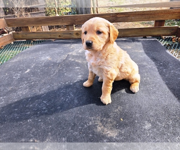 Medium Photo #1 Golden Retriever Puppy For Sale in LEON, KS, USA