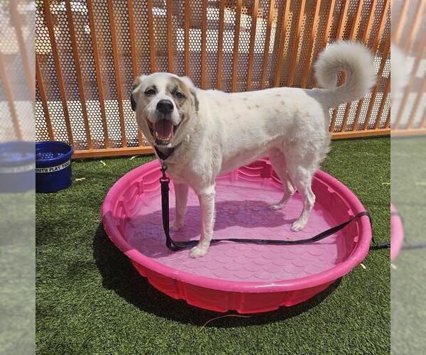 Medium Photo #1 Labrador Retriever-Unknown Mix Puppy For Sale in Las Vegas, NV, USA