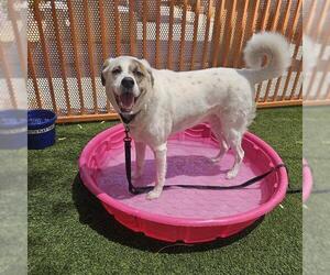 Labrador Retriever-Unknown Mix Dogs for adoption in Las Vegas, NV, USA
