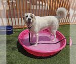 Small Labrador Retriever Mix