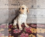 Image preview for Ad Listing. Nickname: Litter of 4