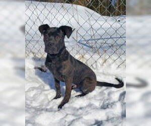 Mastiff Dogs for adoption in Lake City, MI, USA