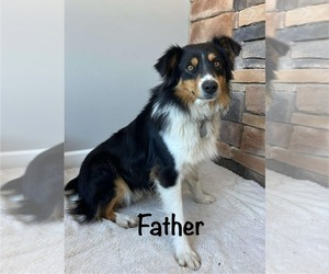 Father of the Miniature Australian Shepherd puppies born on 01/10/2025